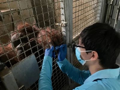 年逾不惑的退休姥爺 探訪上海動(dòng)物園四十五歲老年猩猩“森泰”的日常